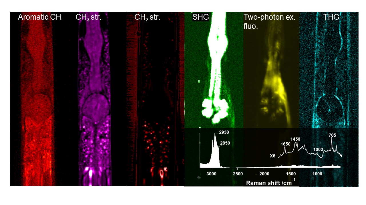 Featured image for “第８回アドバンストSEMセミナー「非線形ラマン分光学的イメージング～分子指紋で可視化する生細胞の動態～」”